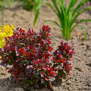 Berberis thunbergii Atropurpurea Nana - Epine-vinette