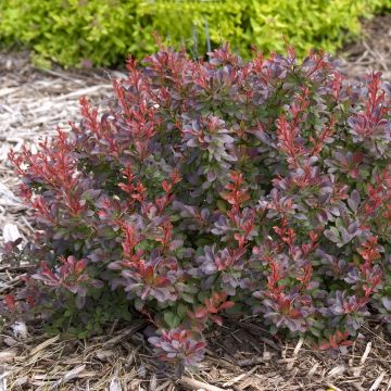 Berberis thunbergii Golden Rocket - Epine-vinette 