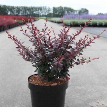 Berberis thunbergii Dart's Red Lady - Épine-vinette