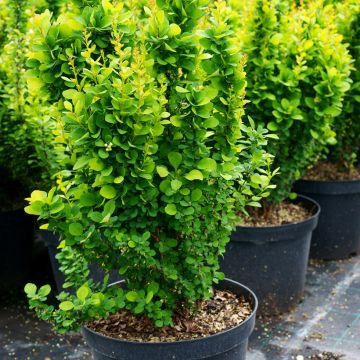 Berberis thunbergii Golden Rocket - Epine-vinette 