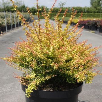 Berberis thunbergii Golden Dream - Épine-vinette