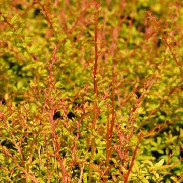 Berberis thunbergii Golden Dream - Épine-vinette