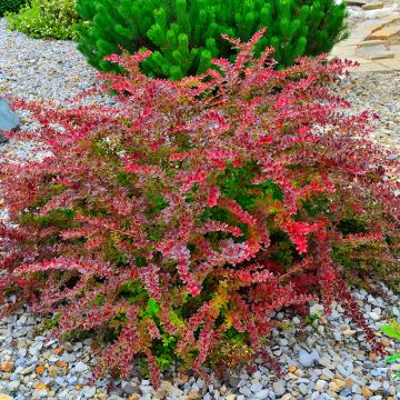 Berberis thunbergii Golden Ring - Epine-vinette