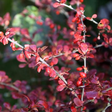 Berberis thunbergii Harlequin - Epine-vinette rose