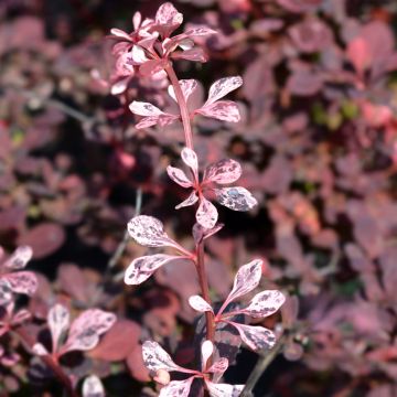 Berberis thunbergii Harlequin - Epine-vinette rose