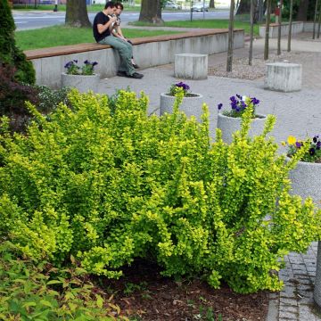 Berberis thunbergii Maria - Épine-vinette