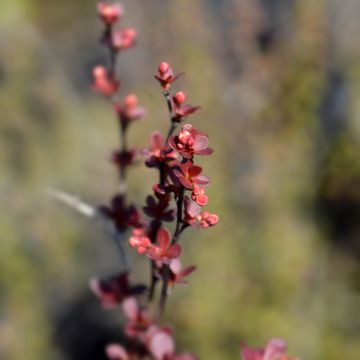 Berberis thunbergii Rosy Rocket