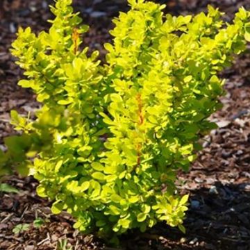 Berberis thunbergii Golden Rocket - Epine-vinette 