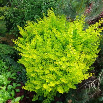 Berberis thunbergii Golden Rocket - Epine-vinette 