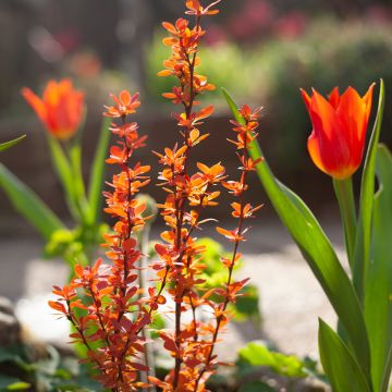 Berberis (x) thunbergii Orange Ice - Epine-vinette