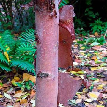 Betula albosinensis Blason - Bouleau de Chine