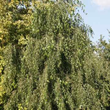 Bouleau pleureur - Betula pendula Karaca