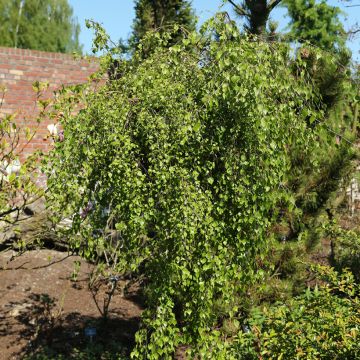 Betula pendula Youngii - Bouleau pleureur