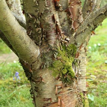 Bouleau blanc de l'Himalaya - Betula utilis Nepalese Orange