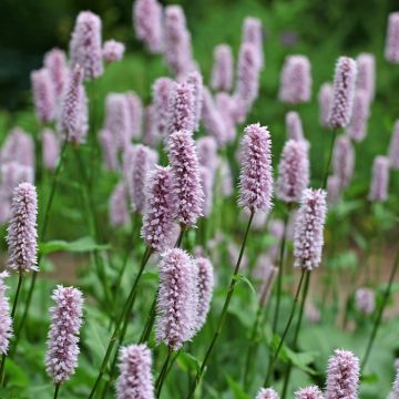 Bistorte ou Renouée bistorte - Bistorta officinalis Graines