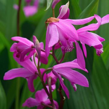 Bletilla striata Soryu Blue Dragon - Orchidée vivace bleue