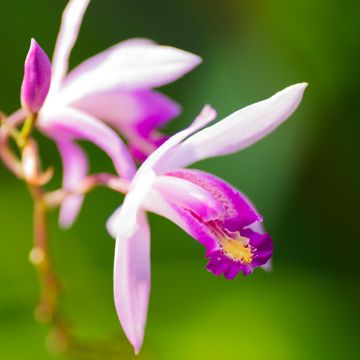 Bletilla Penway Paris - Orchidée jacinthe