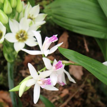 Bletilla striata Alba - Orchidée jacinthe Blanche 