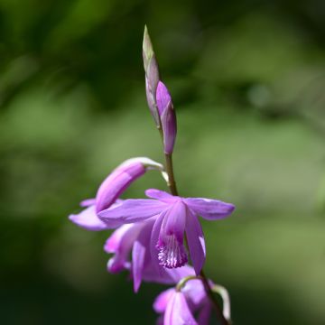 Blétilla Striata Rose