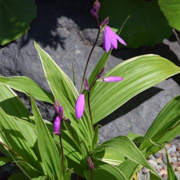 Bletilla striata Alba Variegata - Orchidée jacinthe blanche