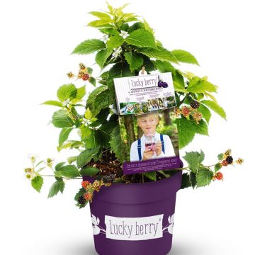 Mûre naine Lucky Berry - Rubus fruticosus