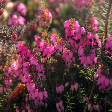 Bruyère Carnea December Red, Erica