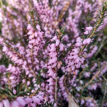 Erica darleyensis Furzey - Bruyère de Darley rose