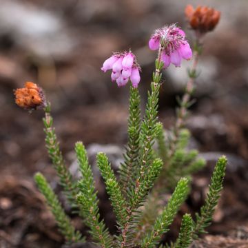 Bruyère des marais - Erica tetralix Alba