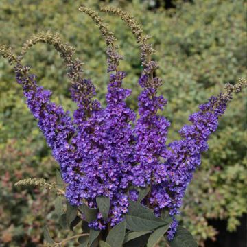 Buddleia Blue Chip Jr - Arbre aux papillons nain