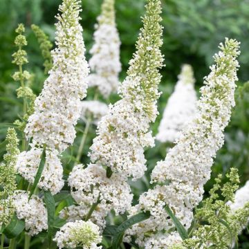 Buddleia Butterfly Tower White - Arbre aux papillons