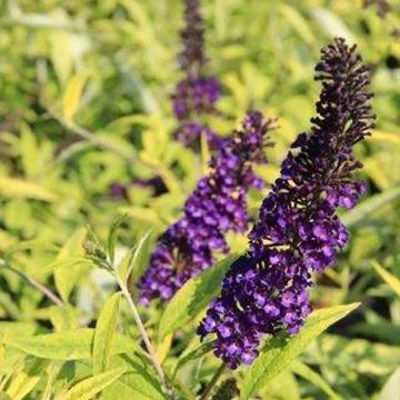 Buddleia davidii Santana - Arbre à papillons panaché