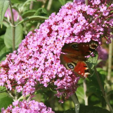 Buddleia davidii Pink Panther - Arbre aux papillons