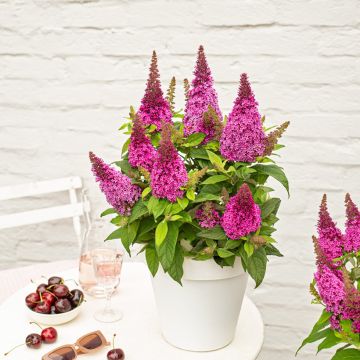 Buddleja davidii Butterfly Little Ruby - Arbre aux papillons nain rouge