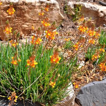 Bulbine frutescens Hallmarck 