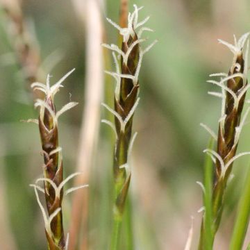 Carex acutiformis - Fausse laîche aigüe