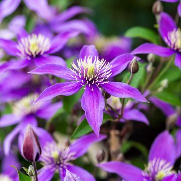 Clématite - Clematis diversifolia Stella Bella