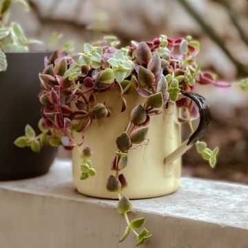 Crassula pellucida ssp. marginalis