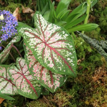 Caladium White Christmas