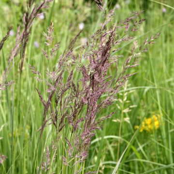 Calamagrostis acutiflora Overdam - Calamagrostide