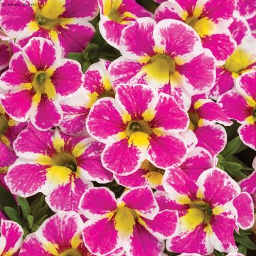 Calibrachoa Superbells Tropical Sunrise - Mini-pétunia