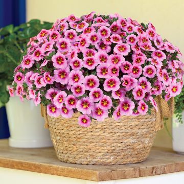 Calibrachoa Lia Spark Pink - Mini-petunia