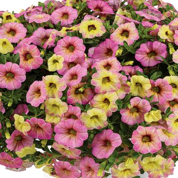 Calibrachoa Chamaeleon Sunshine Berry - Mini-pétunia