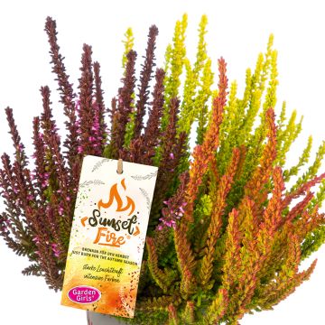 Bruyère d'été - Calluna Garden Girls® Gina