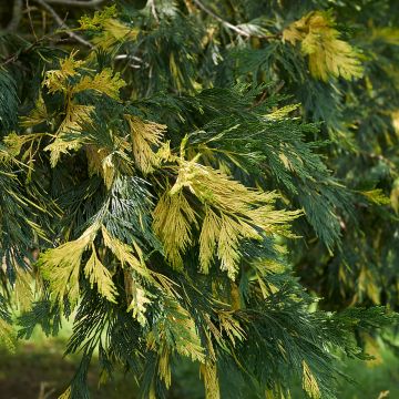 Chamaecyparis obtusa Aurora - Faux cyprès hinoki du Japon nain                    