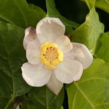 Calycanthus Michael Lindsay - Arbre aux anémones