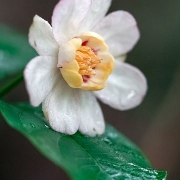 Calycanthus chinensis - Arbre aux anémones