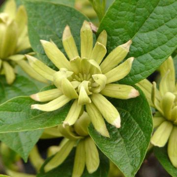 Calycanthus floridus Burgundy Spice - Arbre aux anémones