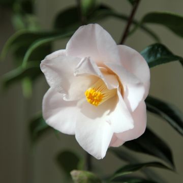 Camélia Hagoromo - Camellia japonica