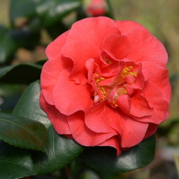 Camélia Lady Campbell - Camellia japonica