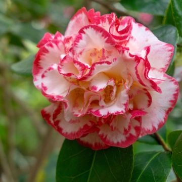 Camélia Margaret Davis - Camellia japonica